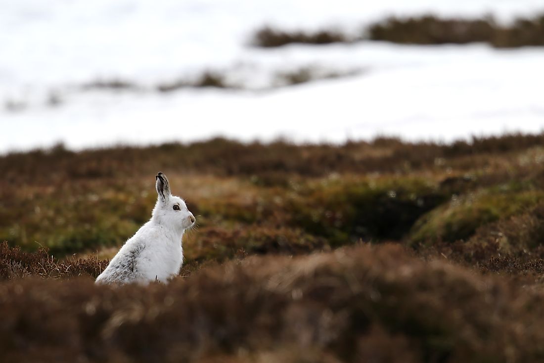 The mountain hare, the national mammal of the country of the Ireland. 