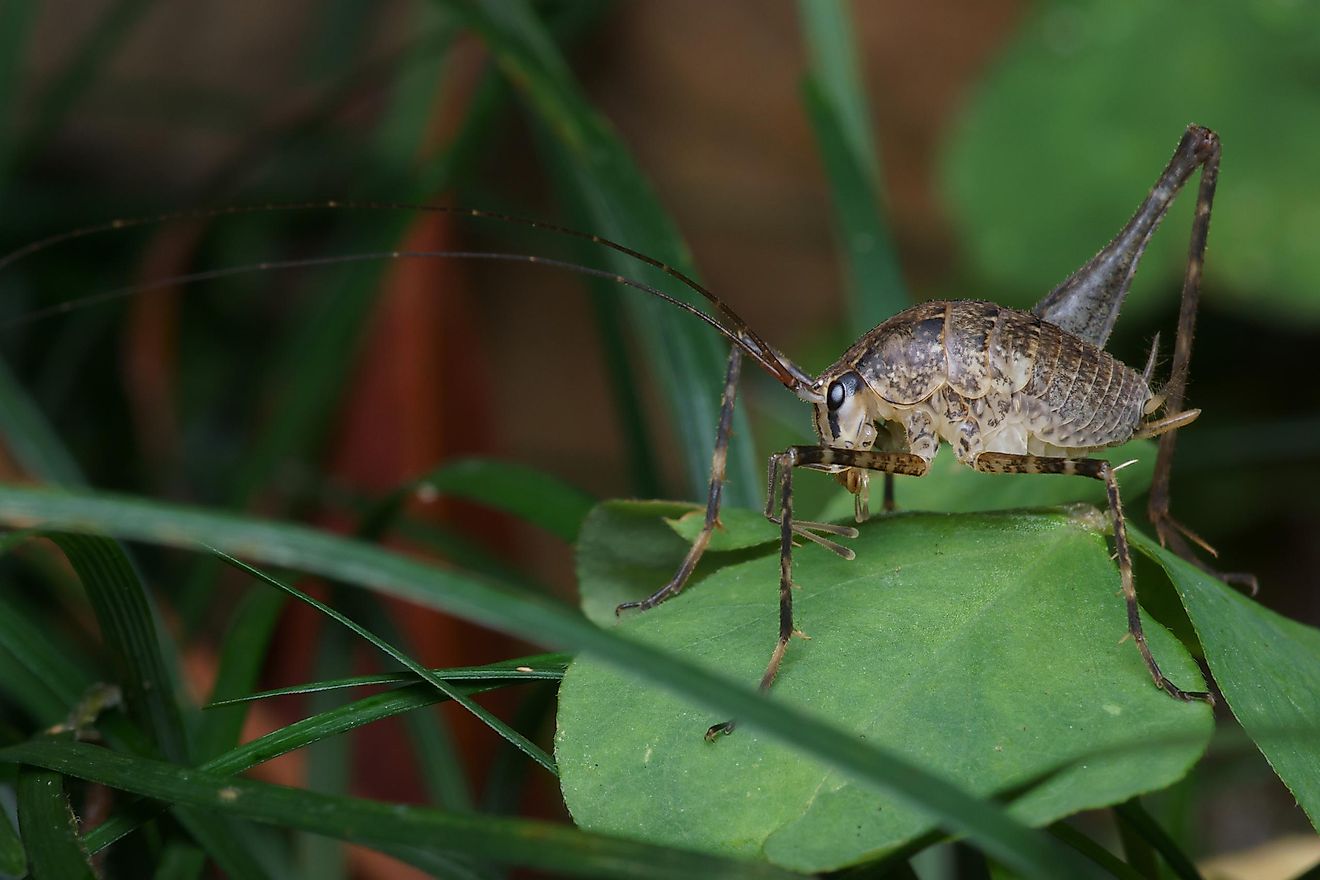 The main characteristic crickets are known for, the chirping sound they make is completely absent in cave crickets.