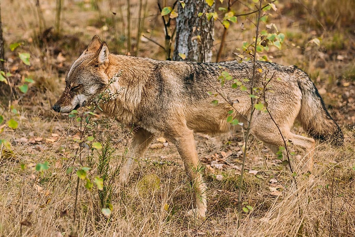 Mature Eurasian wolf in the wilds of Belarus.