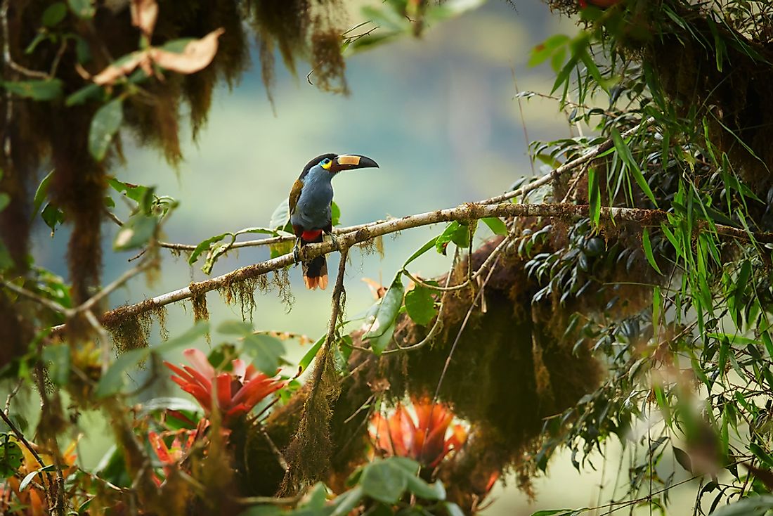 The plate-billed mountain toucan is one of the four extant species of toucans found in the Andes mountains today. 