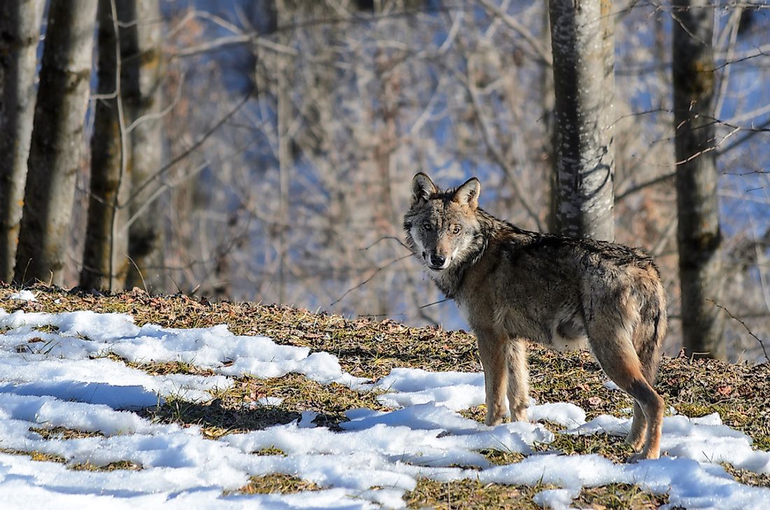The Italian wolf is an example of a threatened mammal in Italy. 
