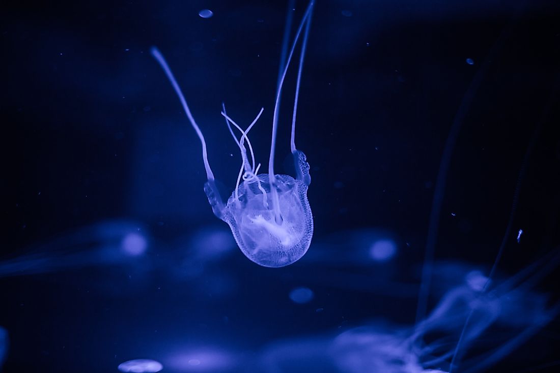 The deadly box jellyfish. 