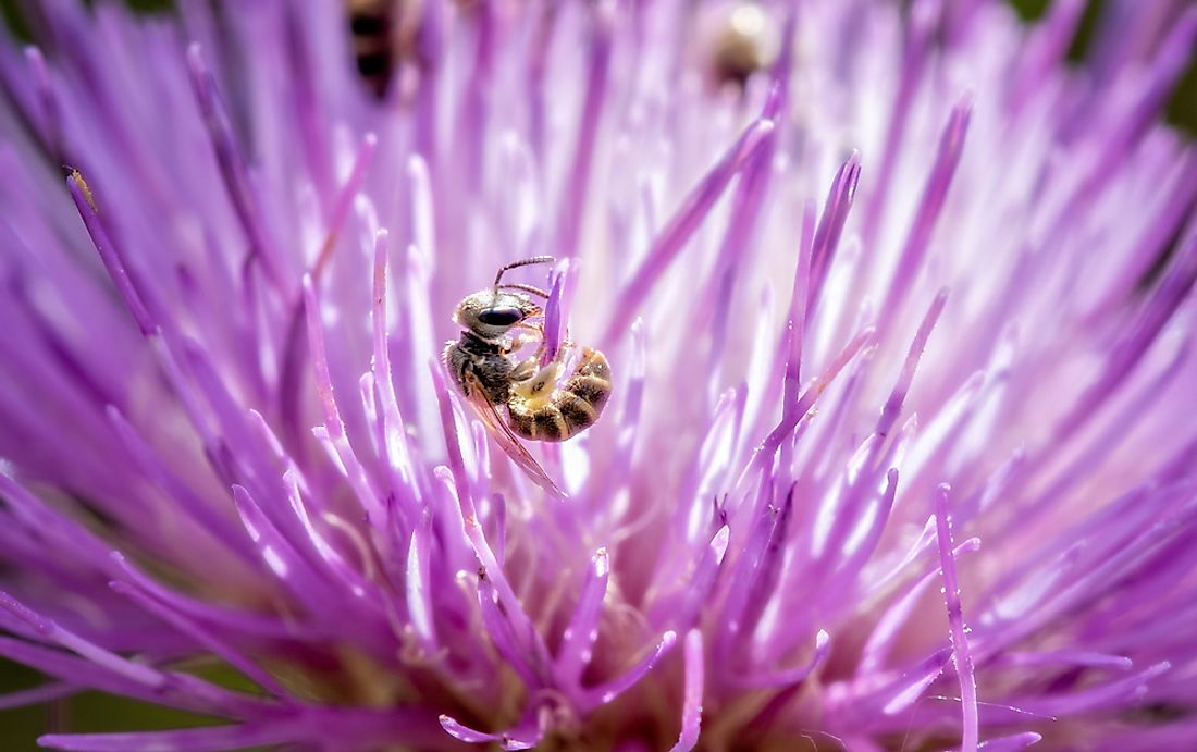 The Halictidae family is collectively known as the sweat bees​.