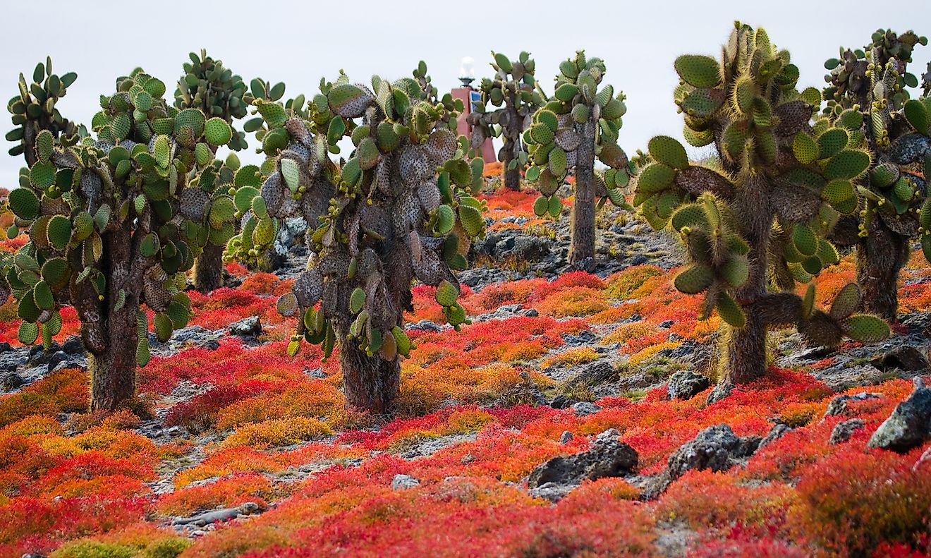 Beautiful landscape with prickly pear cactus in the Galapagos Islands. Image credit: GUDKOV ANDREY/Shutterstock.com