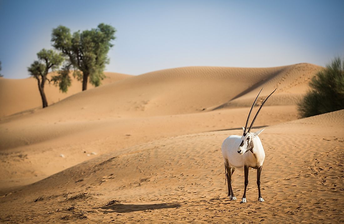 Wild populations of the Arabian Oryx exist in the deserts of the United Arab Emirates.