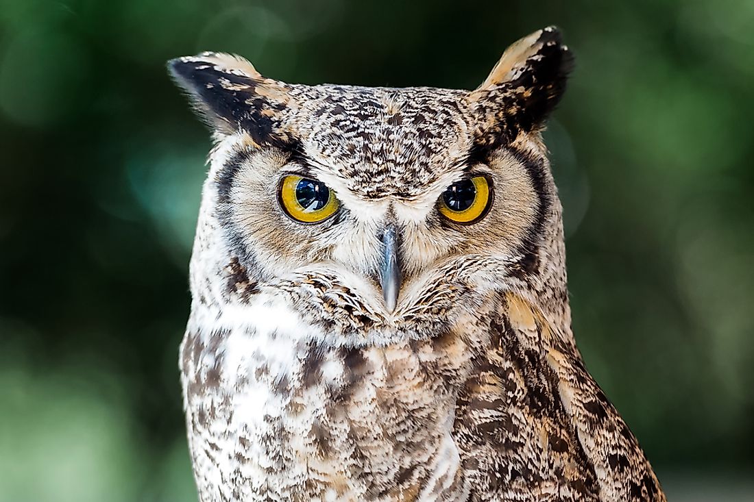 With its confident, piercing look, the Great Horned Owl was a symbol of strength to the Native Americans, and is a natural embodiment of wisdom even still today.