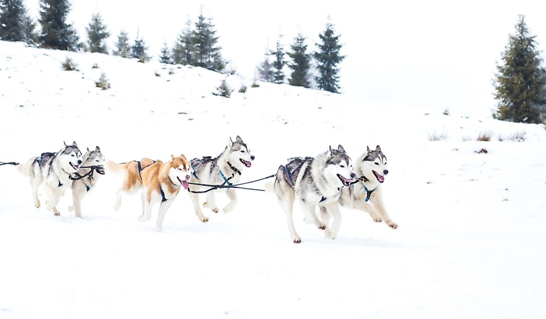 The Iditarod is a yearly dog sled race.