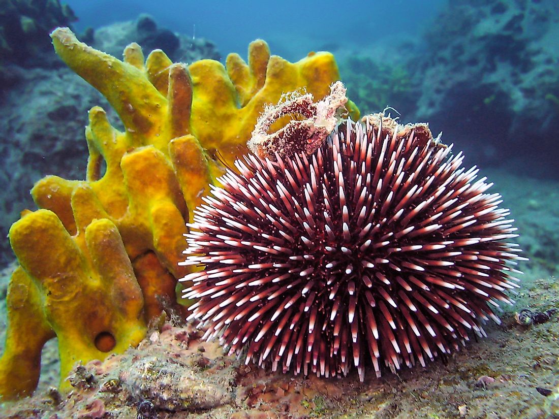 Sea urchins come in many colors. 