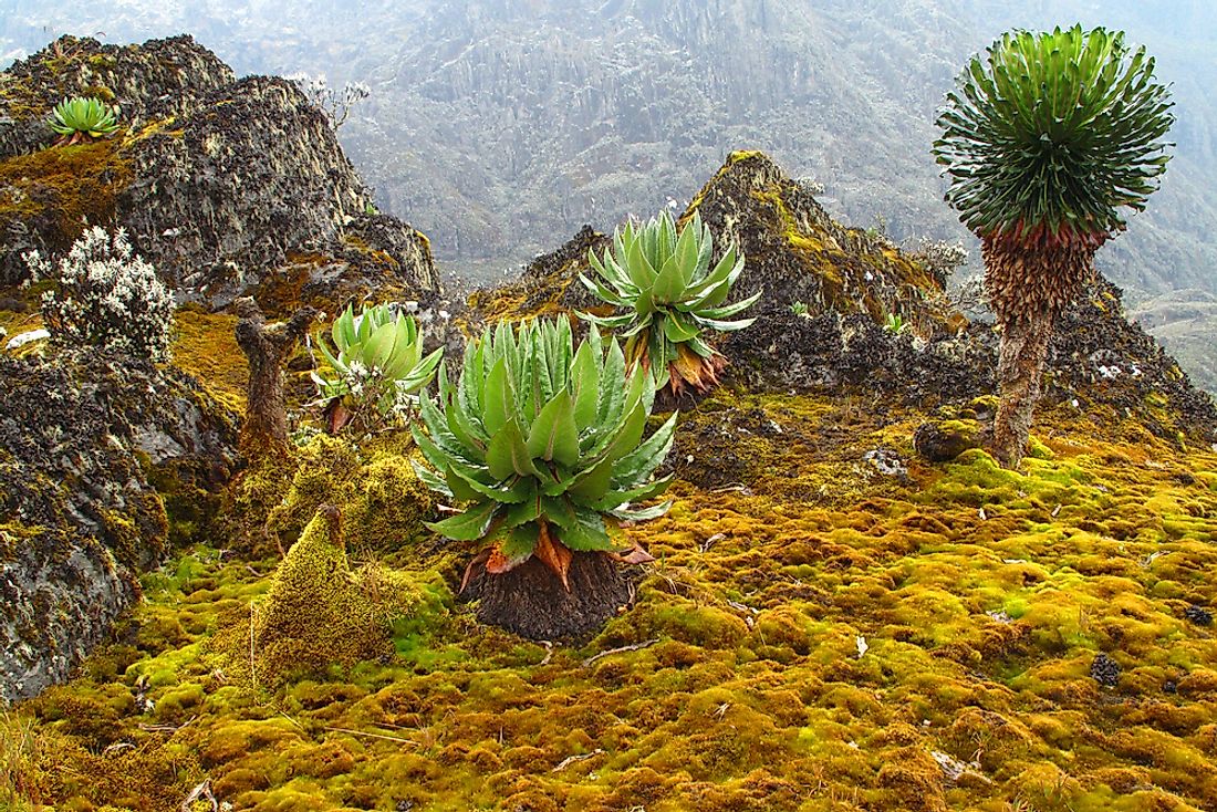 The Rwenzori mountains are popular for their unique species of flora and fauna. 