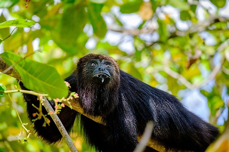 A Guatemalan Black Howler Monkey high in the forest.