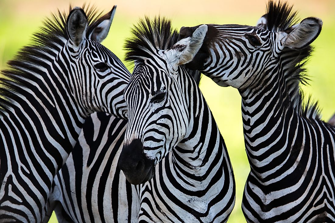 Wild zebras are unique African equids with distinctive black and white striped coats