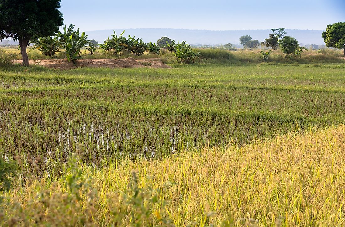 Rice cultivation in Burkina Faso. 