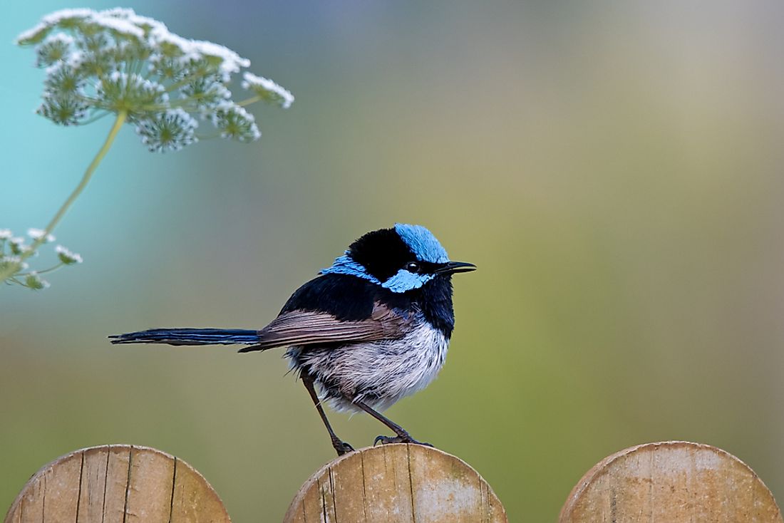 Beautiful small blue Superb Fairy-wren sitting on a wooden fence.