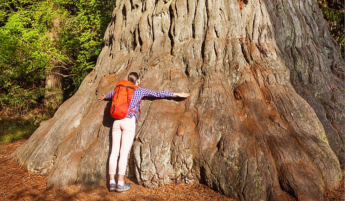Women hugs the base of a giant redwood tree in California.