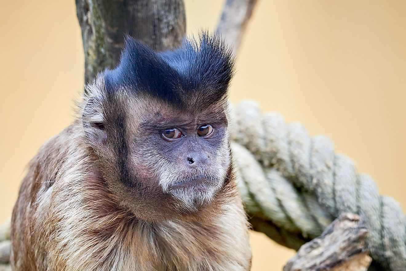 Tufted capuchin or brown capuchin. Image credit: Adrian Eugen Ciobaniuc/Shutterstock.com