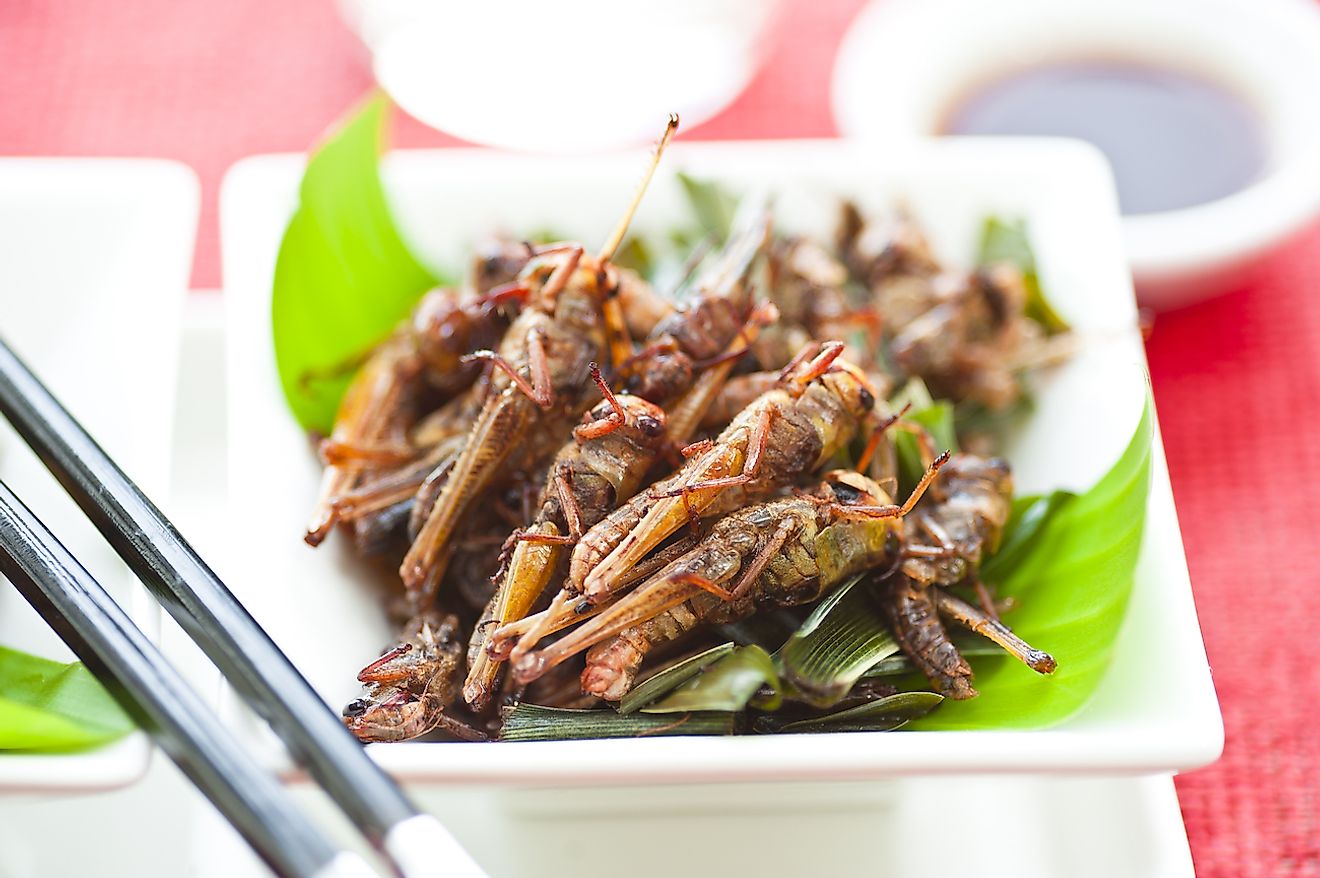 Fried grasshoppers served on a plate. Image credit: p.studio66/Shutterstock.com