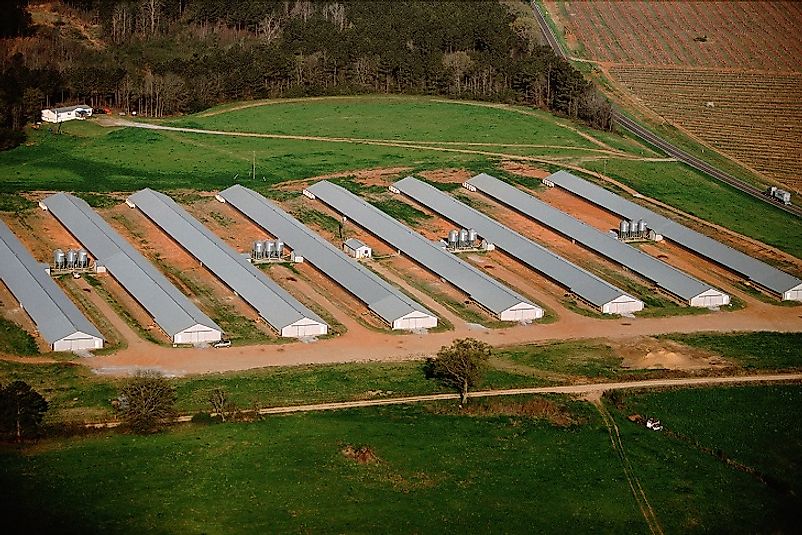Massive chicken houses on a farm in the U.S. state of Georgia.