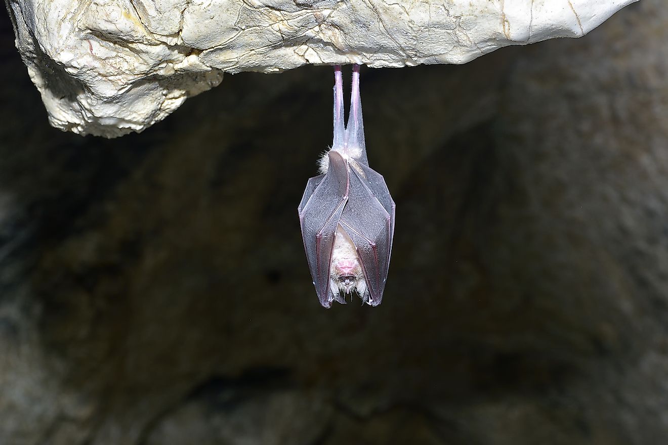 A bat hanging in front of a cave. Image credit: ATTILA Barsan/Shutterstock.com