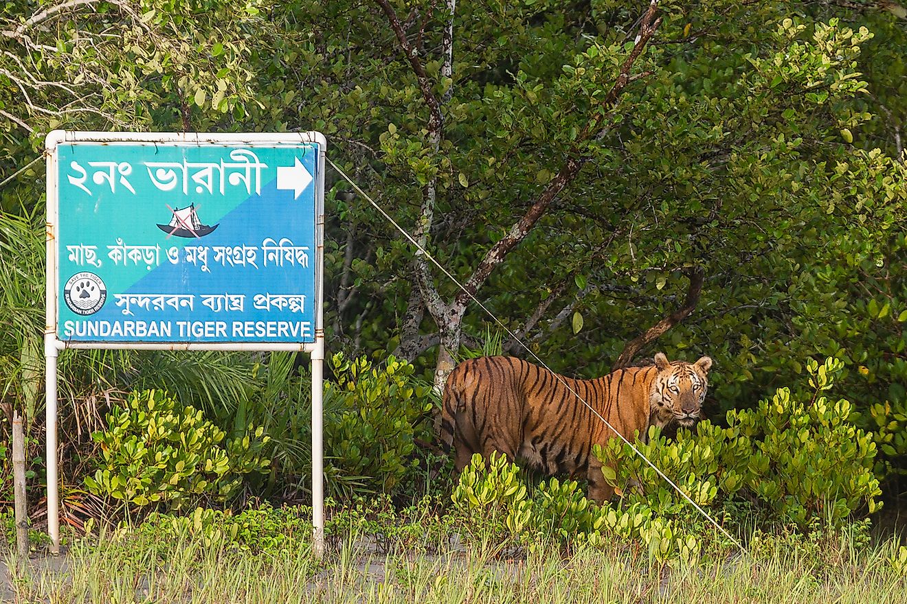 A male Sundarbans tiger in the Sundarban Tiger Reserve, West Bengal, India. Image credit: Soumyajit Nandy