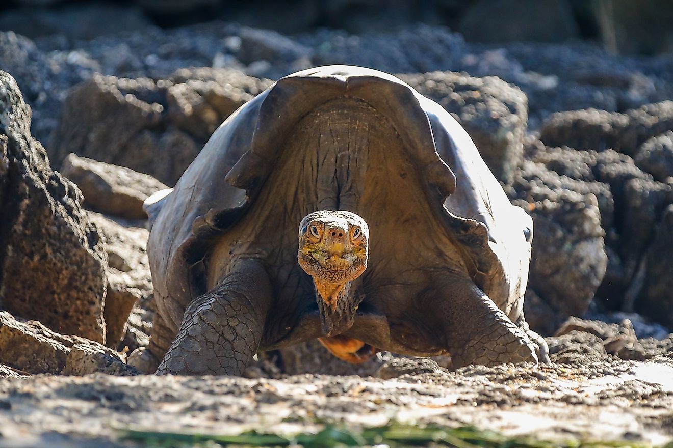 Giant tortoises in the Galapagos. Image credit: Todamo/Shutterstock.com
