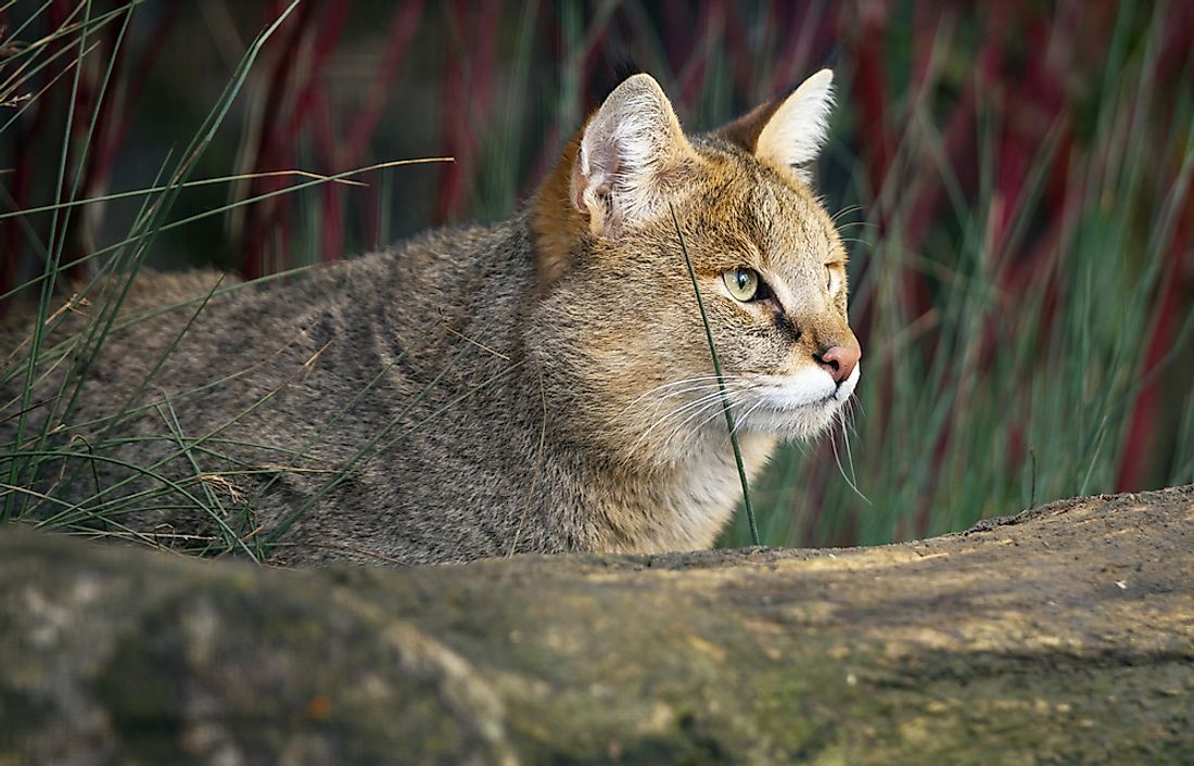 A jungle cat, an example of the Felis chaus species. 