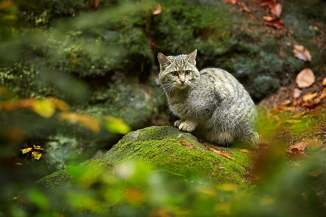 A European wildcat. 