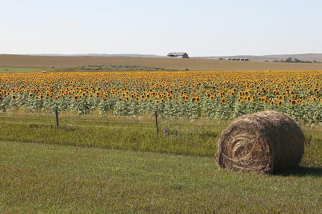 A sunflower field in South Dakota. 