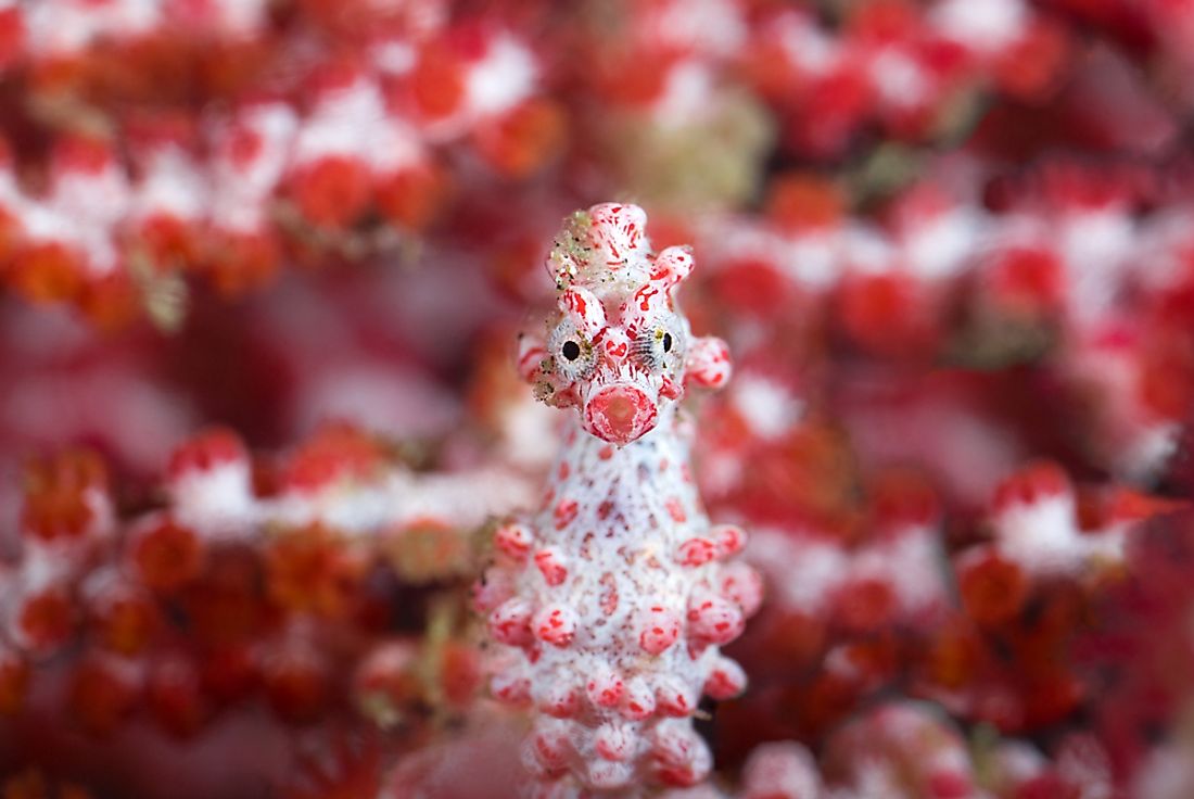 The famously camouflaged pygmy seahorse. 