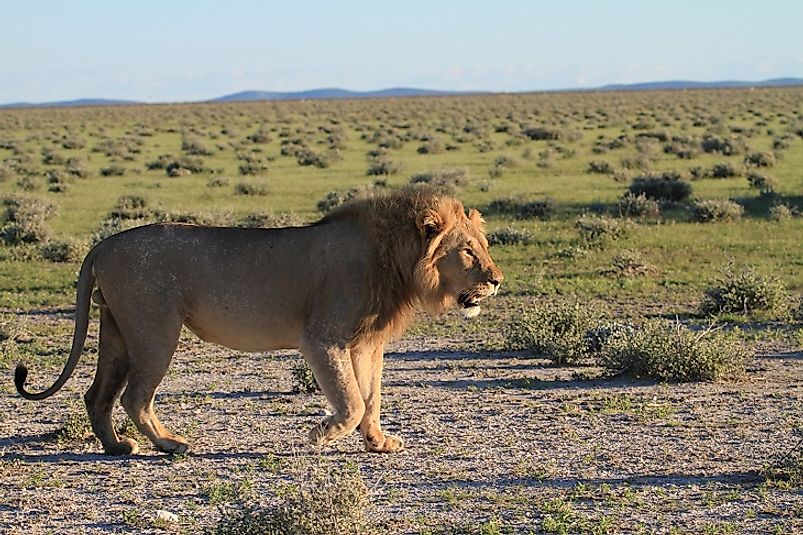 A male lion walks upon the veld grasslands in Namibia's Etosha National Park.