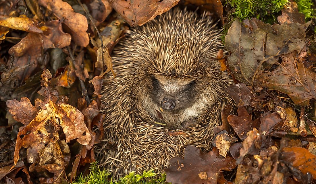Hedgehogs hibernate in sheltered areas such as heaps of bushwood.