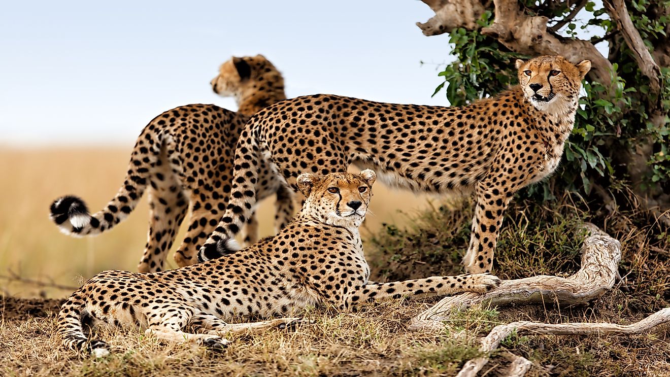 African Cheetah mother and two older cubs.