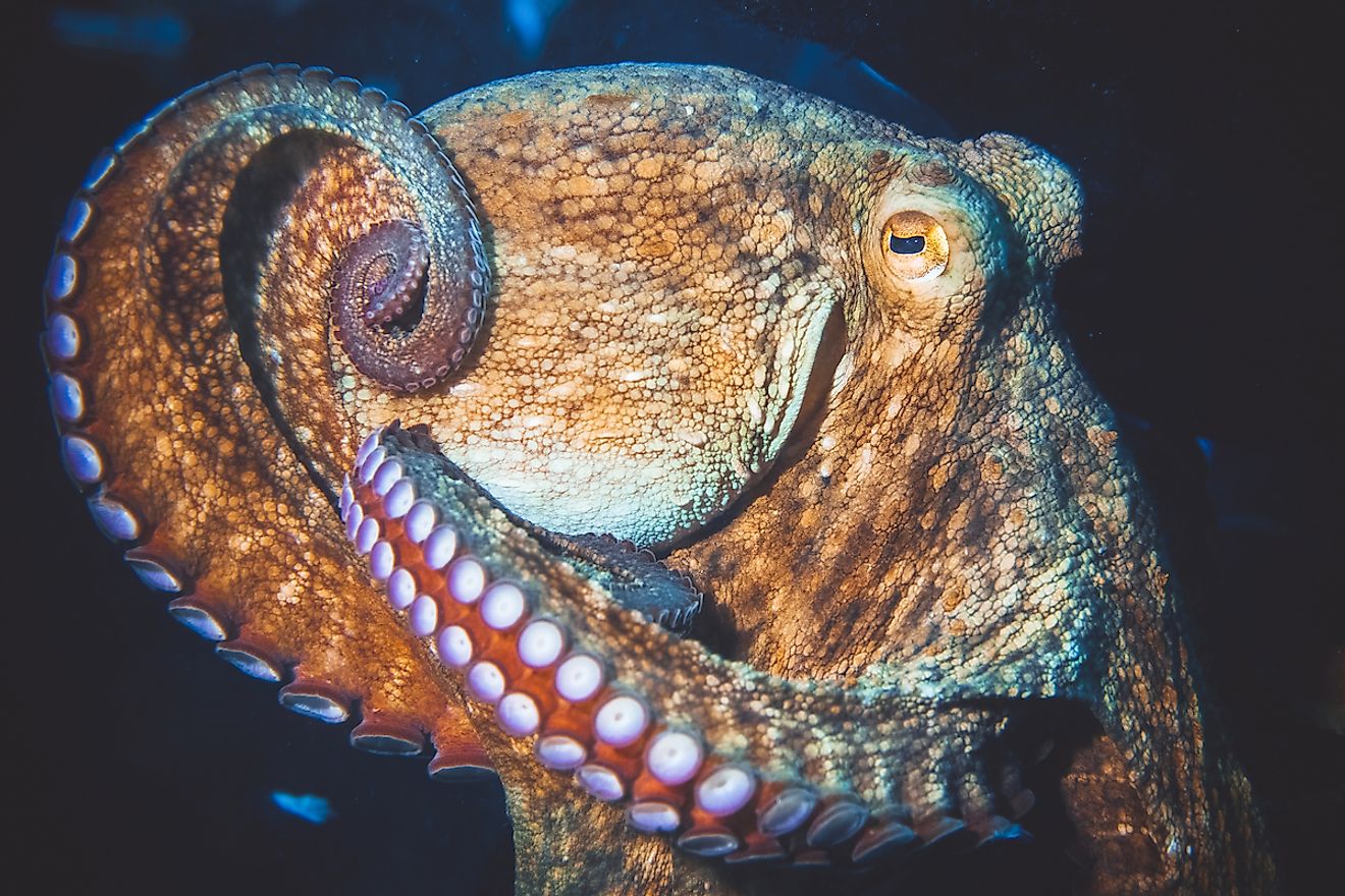 Underwater image of giant octopus in Indian Ocean. Image credit: Myroslava Bozhko/Shutterstock.com