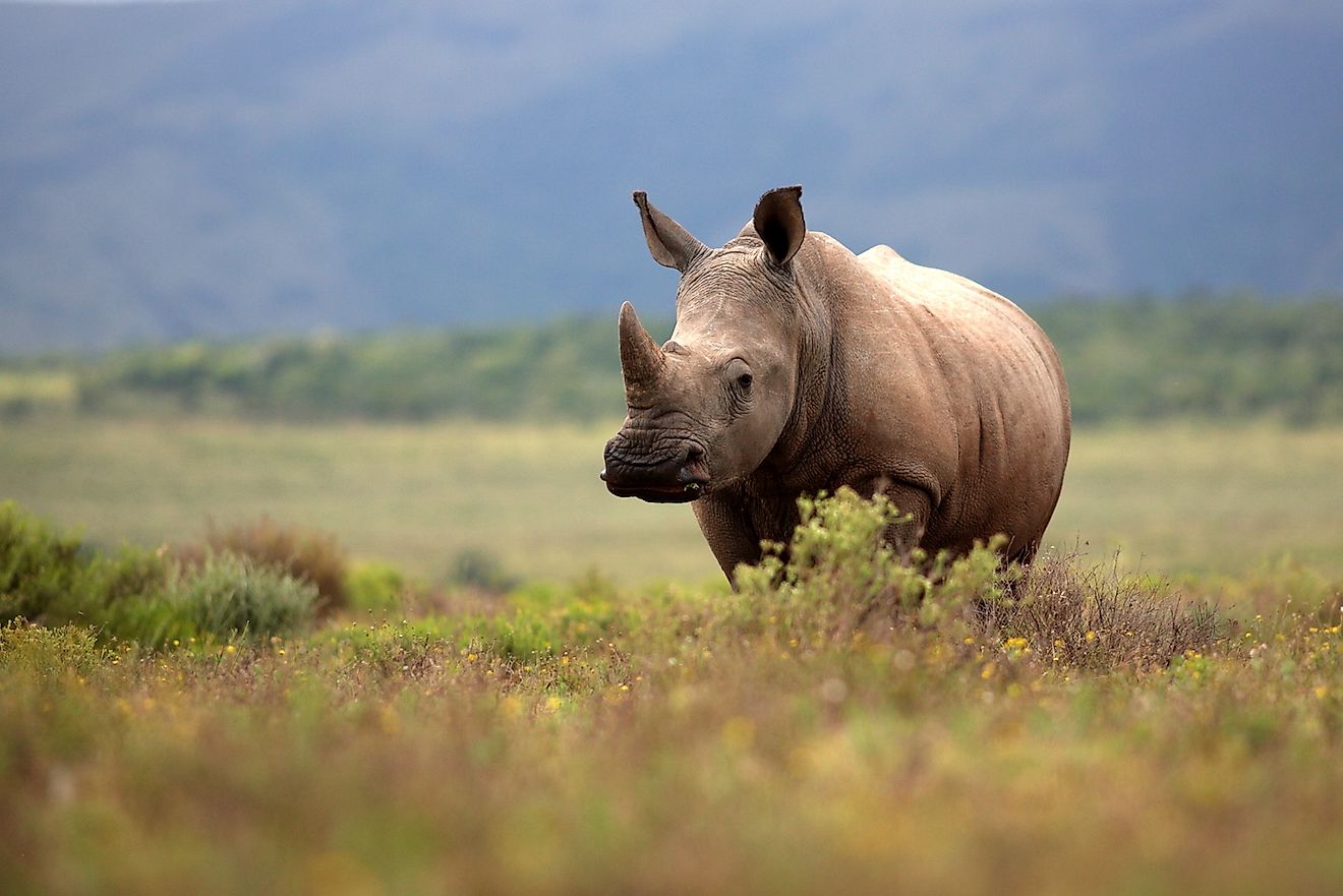 A white rhino grazing in an open field in South Africa. Image credit: JONATHAN PLEDGER/Shutterstock.com