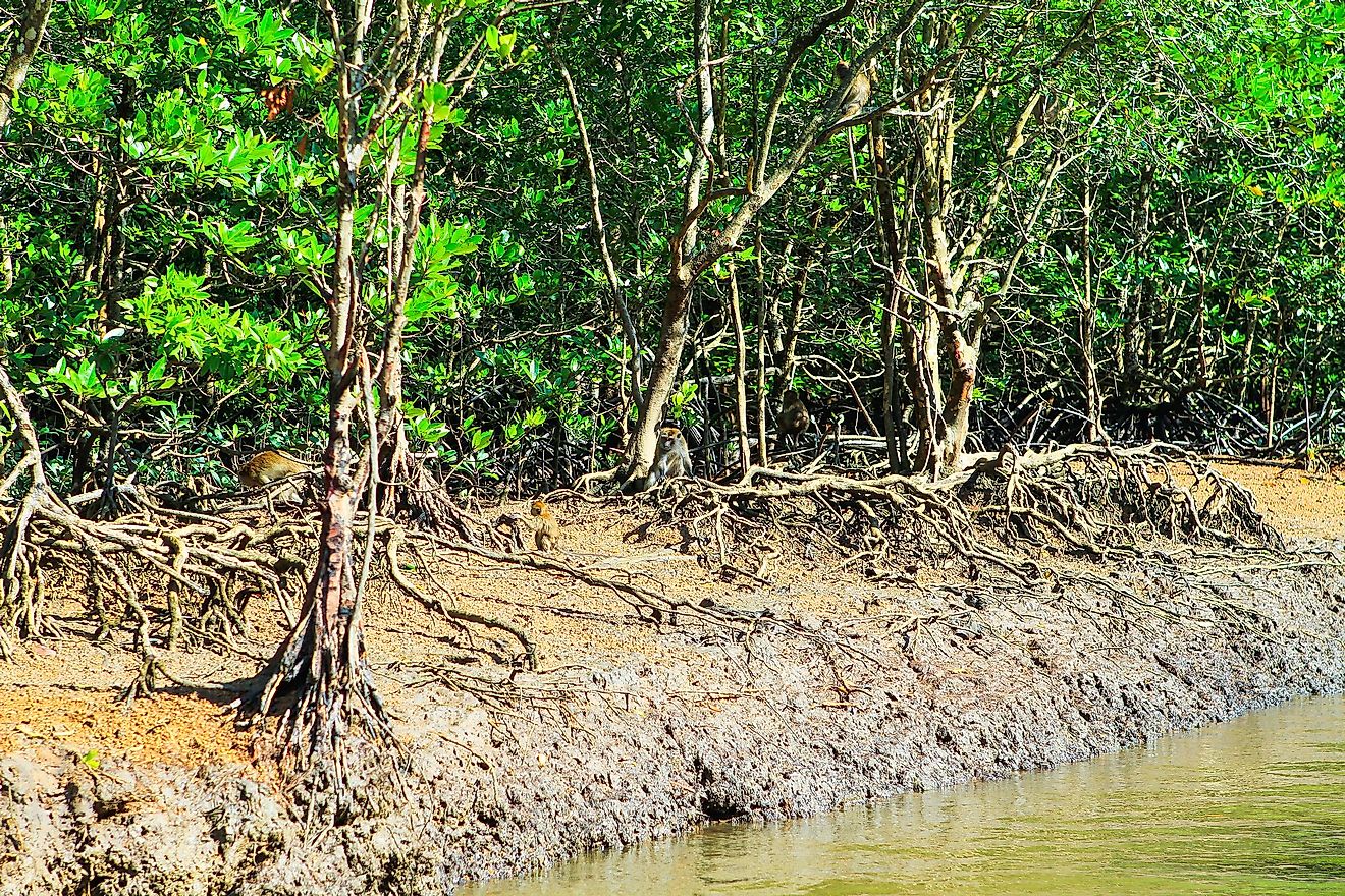 A mangrove system in Malaysia