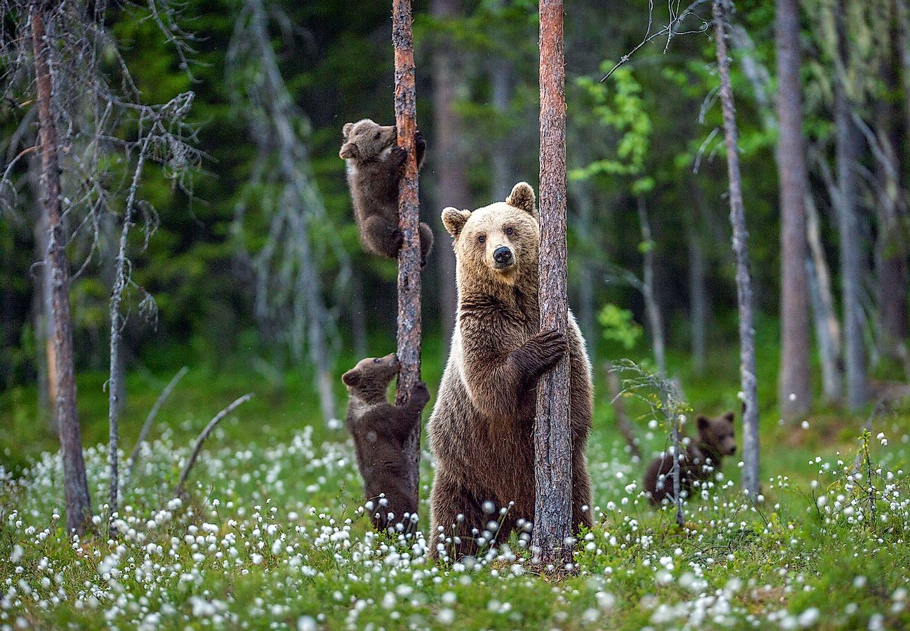 Brown bear with cubs in the taiga forests of Europe. Image credit: Sergey Uryadnikov/Shutterstock.com