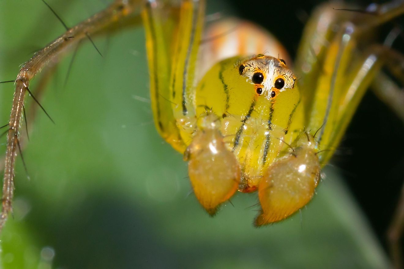 In many cases, a primal fear of spiders is in fact well founded, and may save one's life.