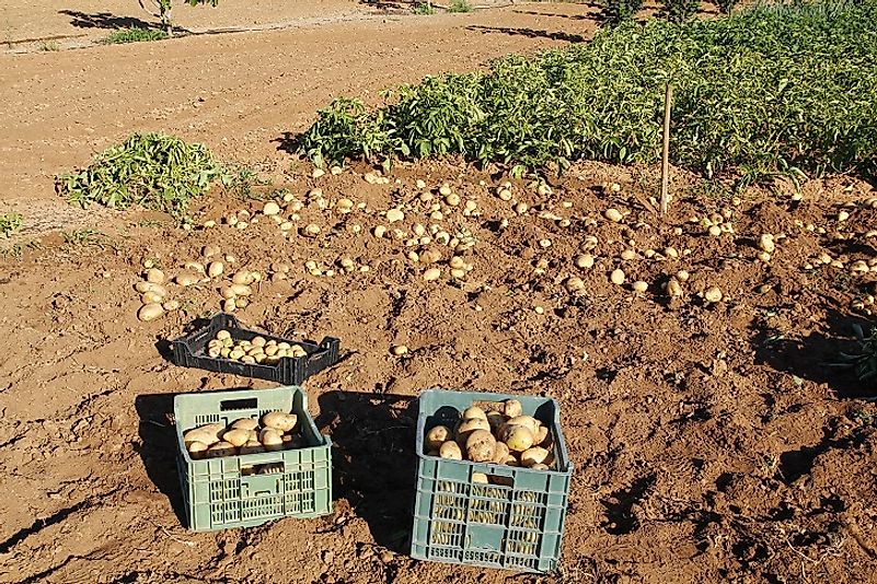 Freshly harvested potatoes, dug by hand on a small farm. Commercial operations usually plow up and collect potatoes from the earth with large tractors.