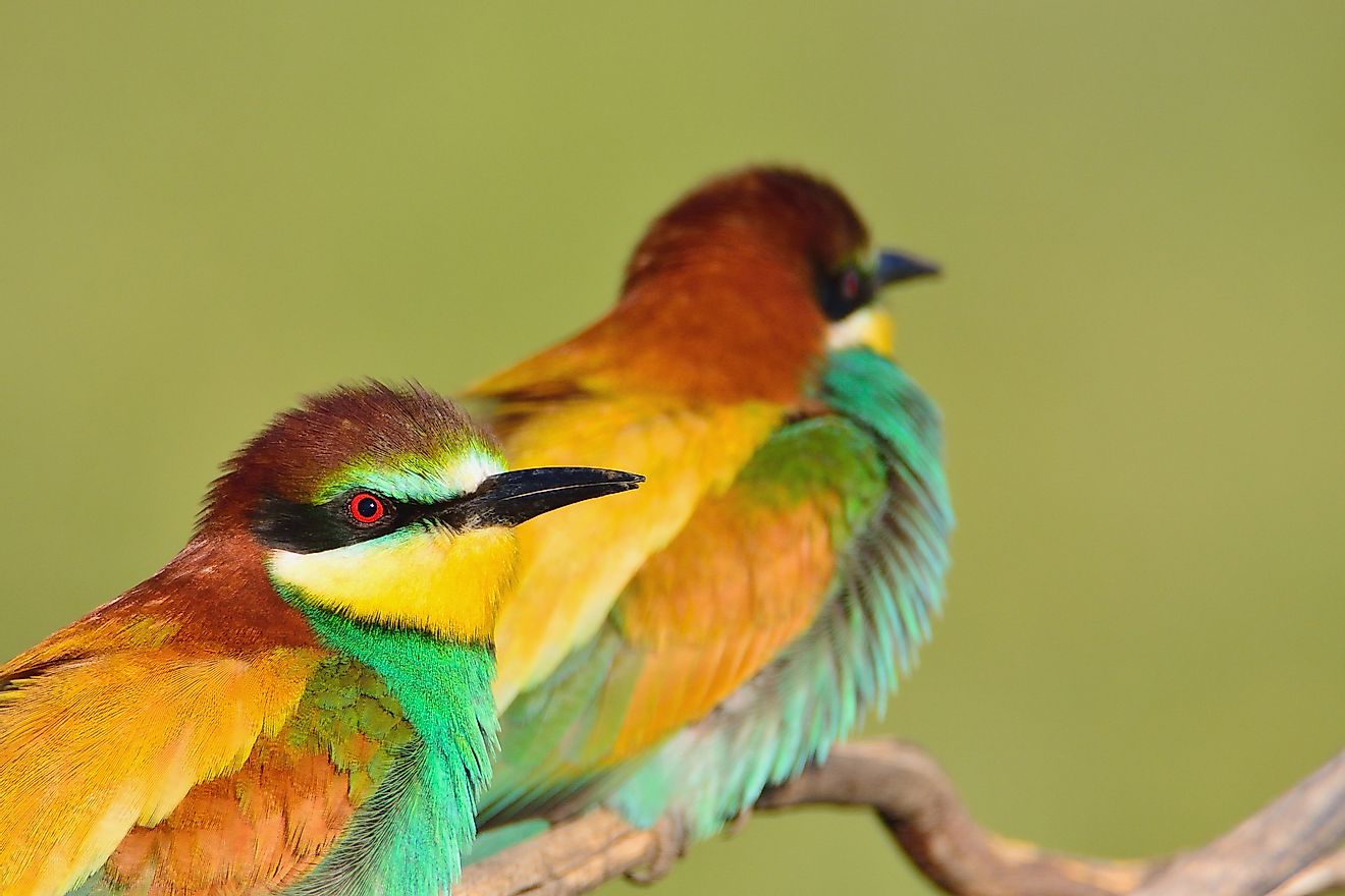 The European bee-eater can be found in Germany. 