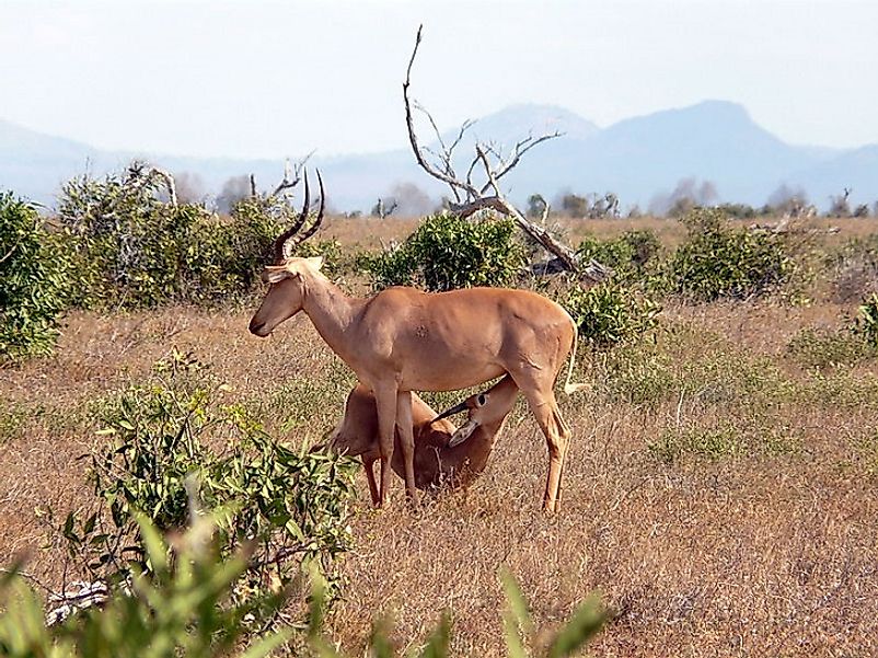 A Hirola mother nursing her calf on the Kenyan savanna.