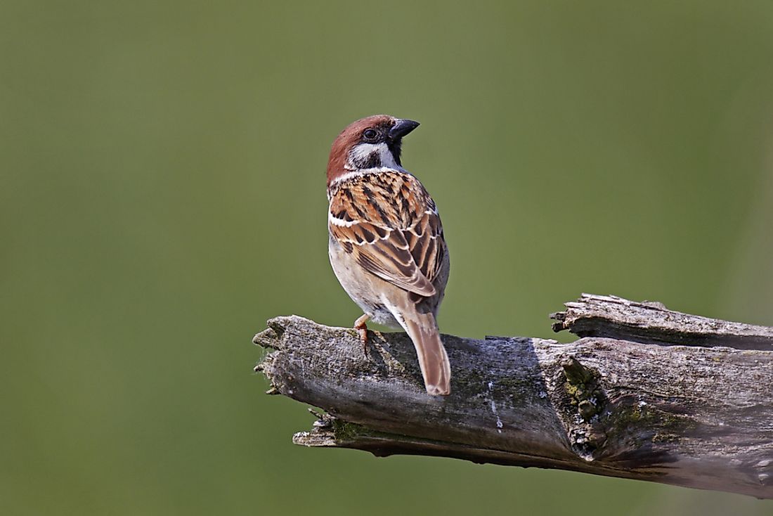 The Eurasian tree sparrow was a pest targeted throughout the Four Pests Campaign.