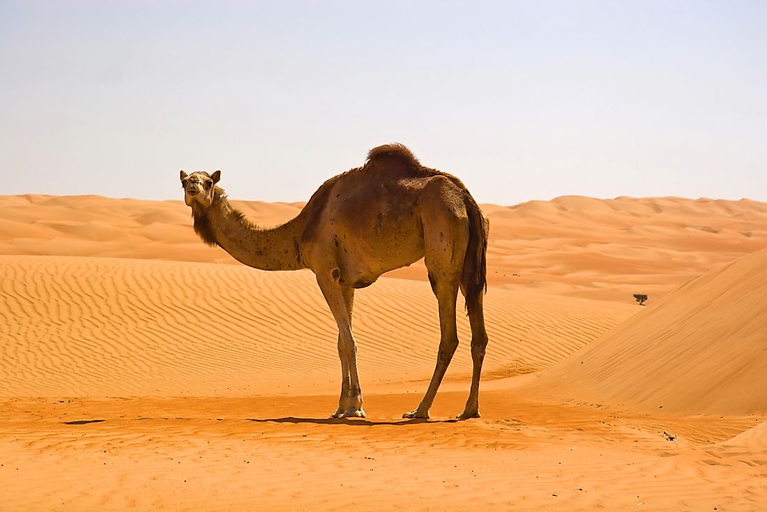 An Arabian camel in Oman. 