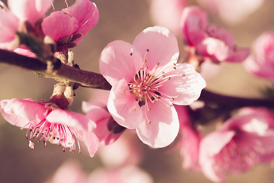 The peach blossom is the state flower of Delaware. 