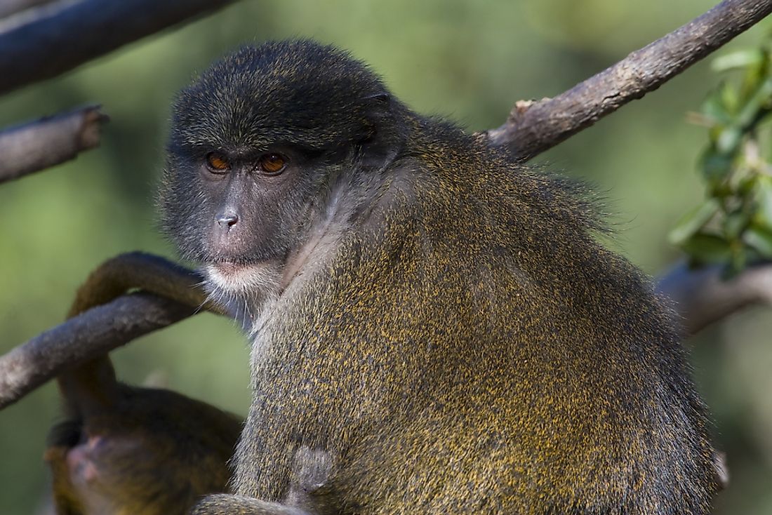 Allen’s swamp monkeys are mainly arboreal, spending most their time in the trees.