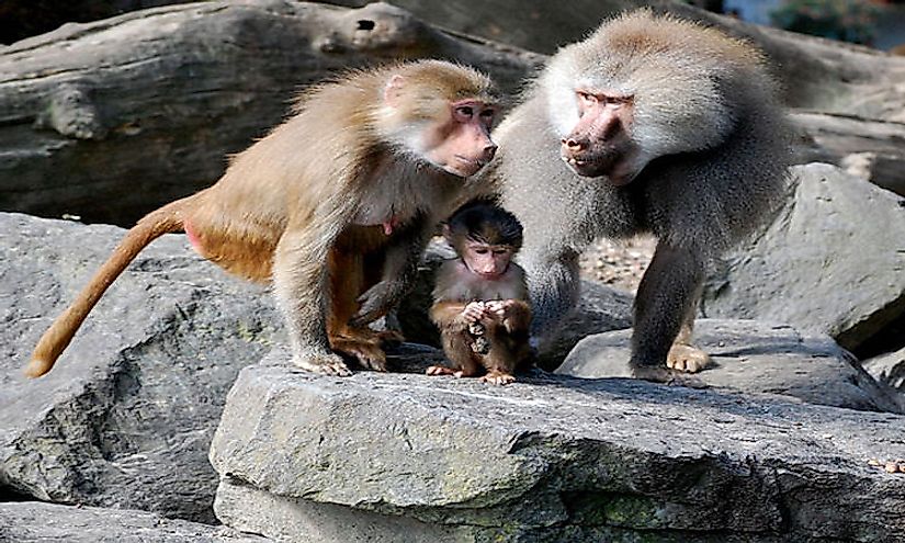 A heartwarming picture of a baboon family.