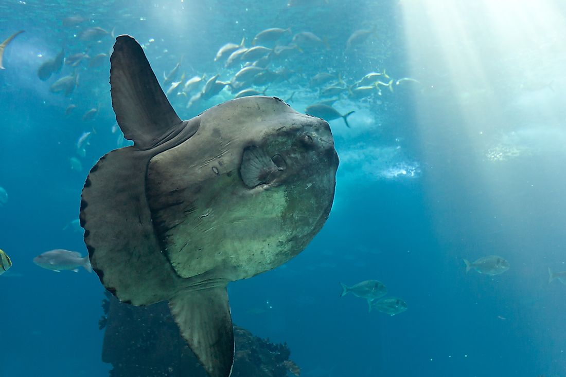 An ocean sunfish in an aquarium. 