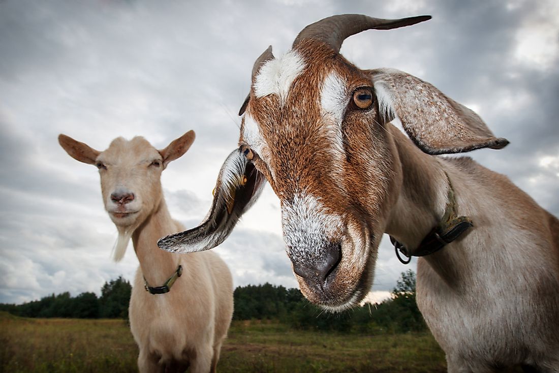 Goats have strong stomachs and a convenient appetite for many plants humans abhor, including kudzu. Photo credit: Shutterstock.