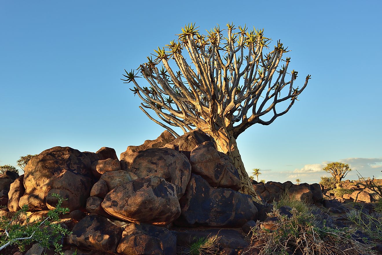 A quiver tree in Namibia. The quiver tree species of trees is endangered. 
