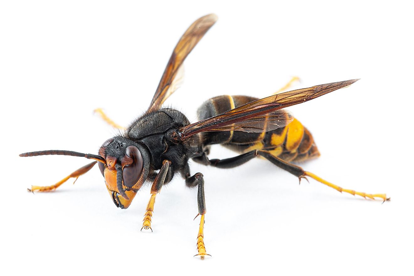These wasps grow to about 1.2 inches in length, on average, and are the smallest of all of the wasp species mentioned in this article.