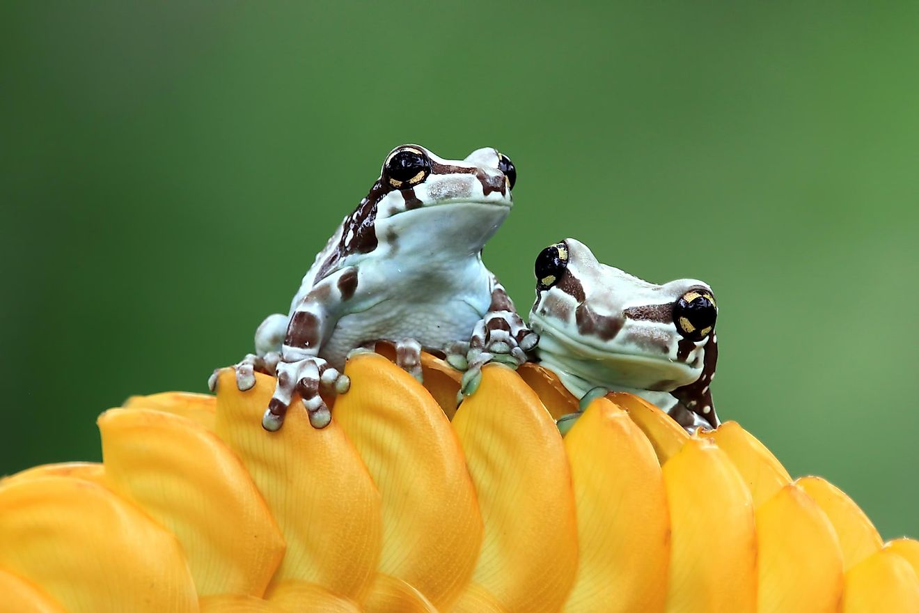 If it feels in danger, this frog will secrete a fluid that is like milk.