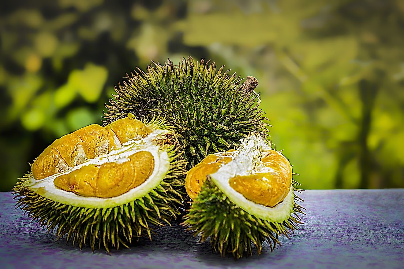 The durian fruit.